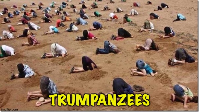 Head in sand | TRUMPANZEES | image tagged in head in sand | made w/ Imgflip meme maker