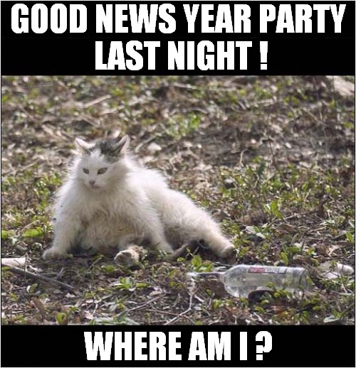 Happy New Years  ! | GOOD NEWS YEAR PARTY
 LAST NIGHT ! WHERE AM I ? | image tagged in cats,happy new years,drinking,where am i | made w/ Imgflip meme maker