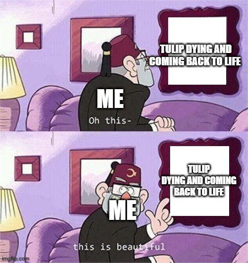 oh this this beautiful blank template | TULIP DYING AND COMING BACK TO LIFE; ME; TULIP DYING AND COMING BACK TO LIFE; ME | image tagged in oh this this beautiful blank template | made w/ Imgflip meme maker