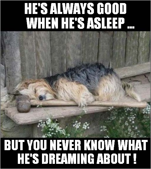 Don't Trust This Dog ! | HE'S ALWAYS GOOD 
    WHEN HE'S ASLEEP ... BUT YOU NEVER KNOW WHAT 
HE'S DREAMING ABOUT ! | image tagged in dogs,sledge hammer,dreaming,song lyrics,my brother | made w/ Imgflip meme maker