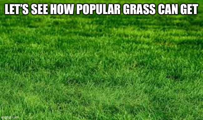 How popular can grass get | LET’S SEE HOW POPULAR GRASS CAN GET | image tagged in grass,ground,memes,funny,comedy,laugh | made w/ Imgflip meme maker
