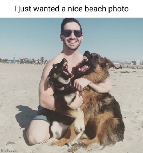 image tagged in dogs | made w/ Imgflip meme maker