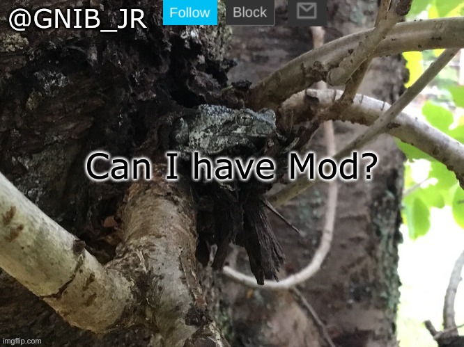 Can I have Mod? | Can I have Mod? | image tagged in gnib_jr's main template,can i have mod,mod | made w/ Imgflip meme maker