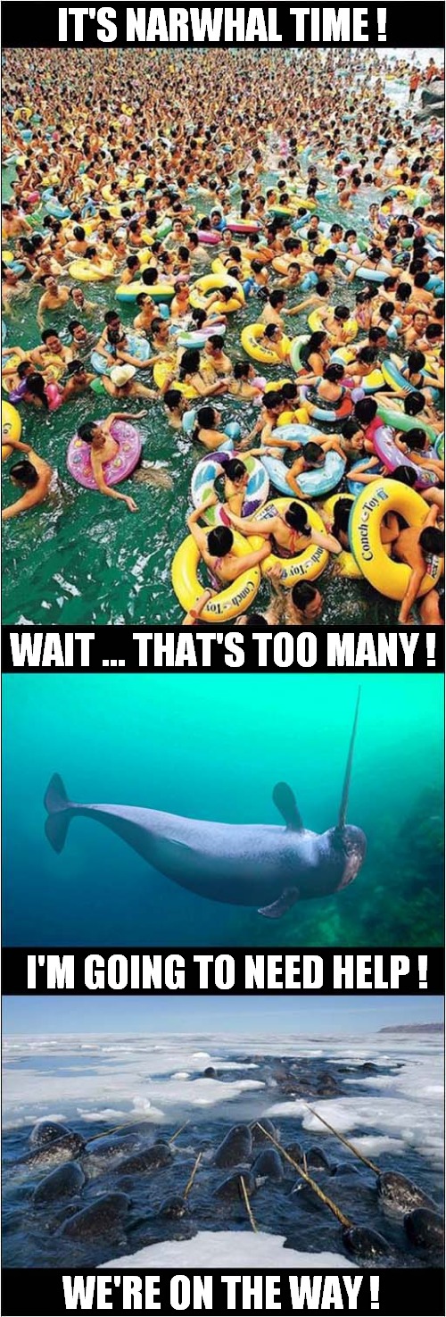 Stabby Fun In The Sea ! | IT'S NARWHAL TIME ! WAIT ... THAT'S TOO MANY ! I'M GOING TO NEED HELP ! WE'RE ON THE WAY ! | image tagged in narwhal,stabbing,rings,dark humour | made w/ Imgflip meme maker
