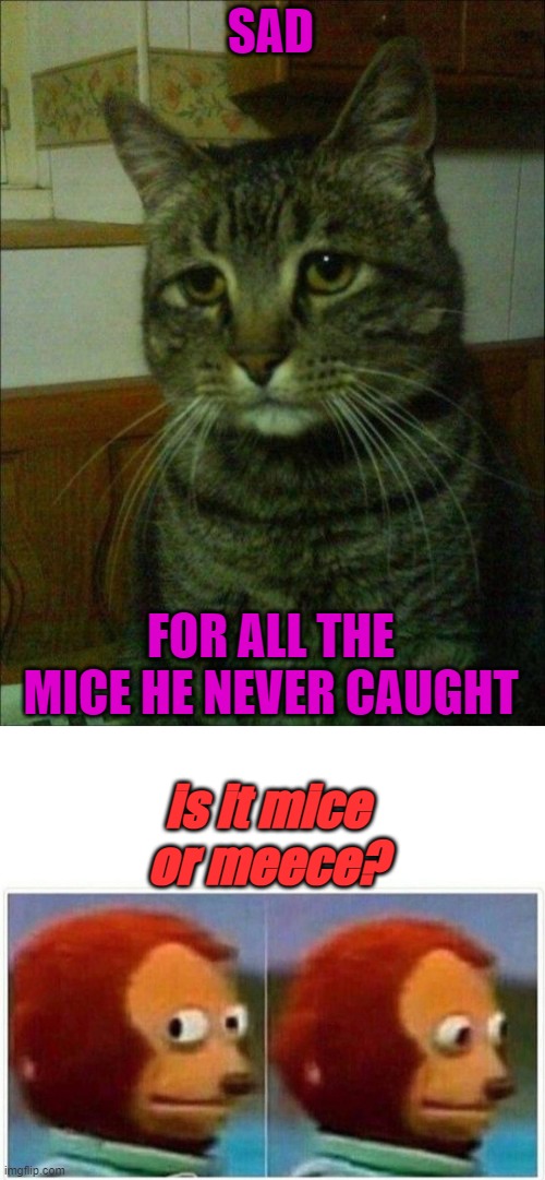 Mice Meme | SAD; FOR ALL THE MICE HE NEVER CAUGHT; is it mice or meece? | image tagged in depressed cat,monkey puppet,funny,hilarious memes | made w/ Imgflip meme maker