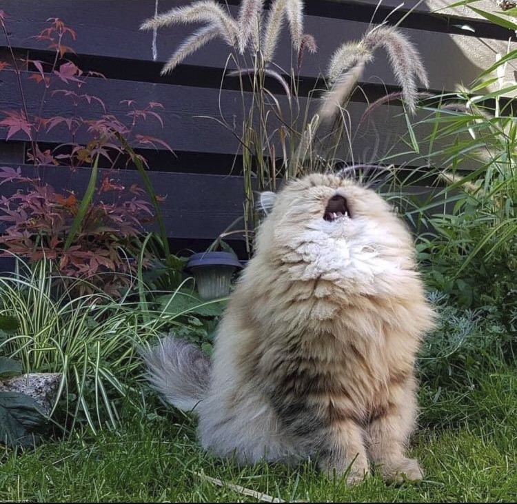 High Quality Cat Cry Grass Blank Meme Template