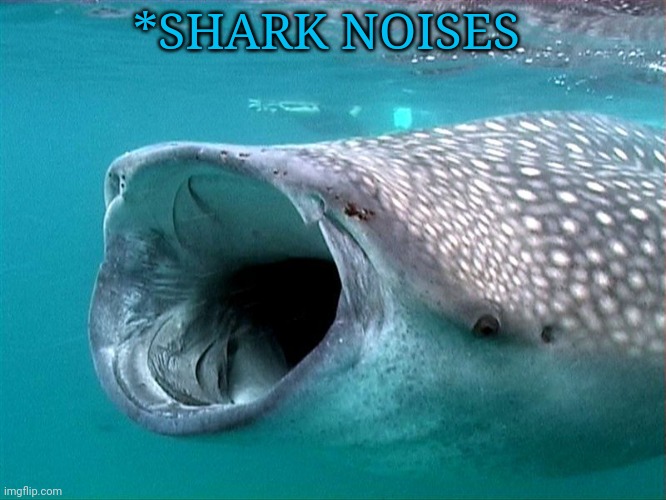 whale shark | *SHARK NOISES | image tagged in whale shark | made w/ Imgflip meme maker