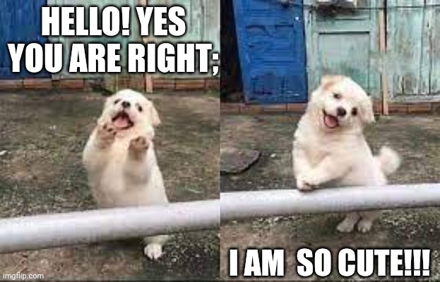 Wait! Stop scrolling! | HELLO! YES YOU ARE RIGHT;; I AM  SO CUTE!!! | image tagged in wait stop scrolling | made w/ Imgflip meme maker