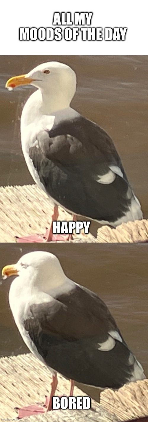 Lets see how popular my moods of the day get | ALL MY MOODS OF THE DAY; HAPPY; BORED | image tagged in birb | made w/ Imgflip meme maker