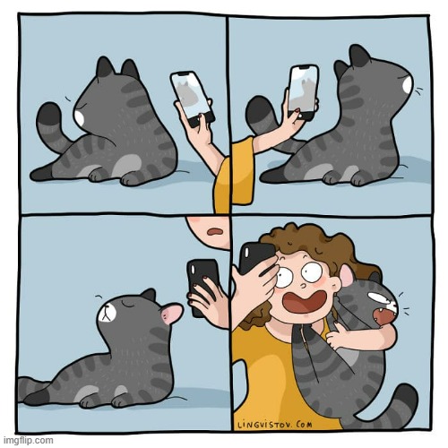 A Cat's Way Of Thinking | image tagged in memes,comics,pictures,selfie,cats,well now i'm not doing it | made w/ Imgflip meme maker