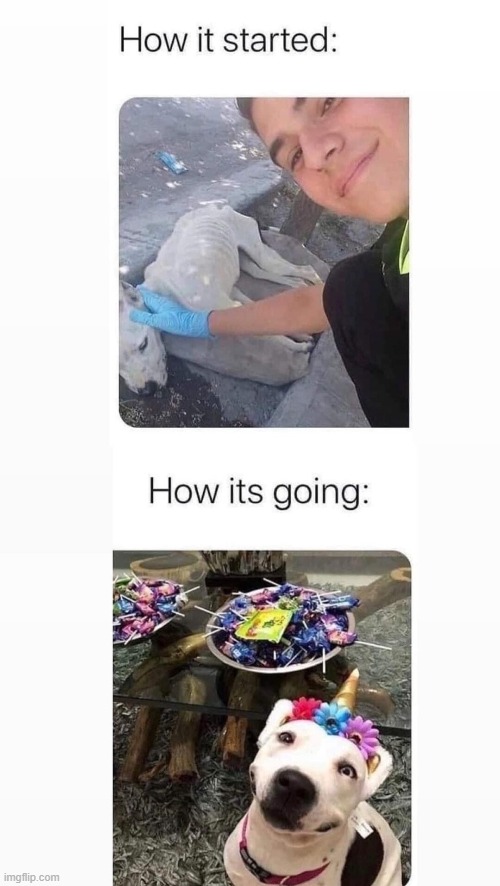 image tagged in dogs | made w/ Imgflip meme maker