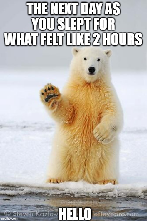 THE NEXT DAY AS YOU SLEPT FOR WHAT FELT LIKE 2 HOURS HELLO | image tagged in hello polar bear | made w/ Imgflip meme maker