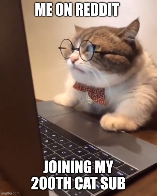 research cat | ME ON REDDIT; JOINING MY 200TH CAT SUB | image tagged in research cat | made w/ Imgflip meme maker