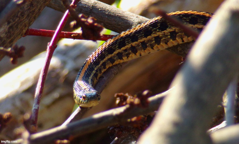 a garter snake in my garden last summer | image tagged in garter snake,kewlew | made w/ Imgflip meme maker