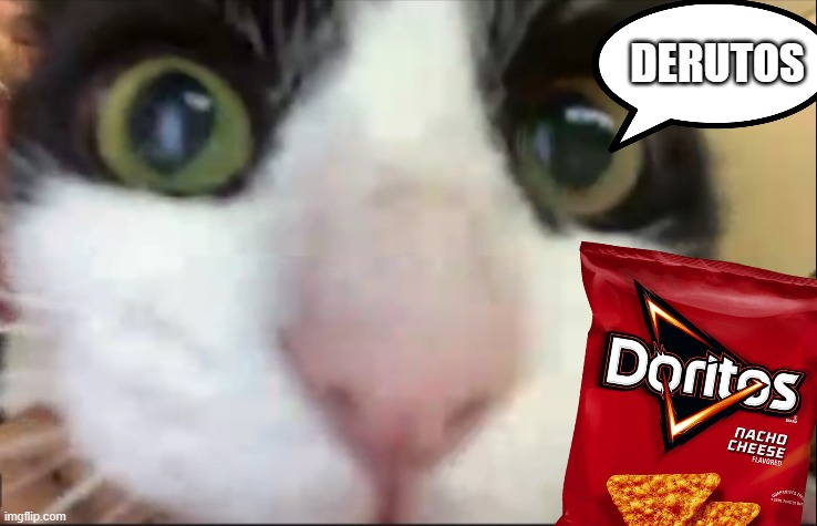 Derutos | DERUTOS | image tagged in cat staring at camera | made w/ Imgflip meme maker