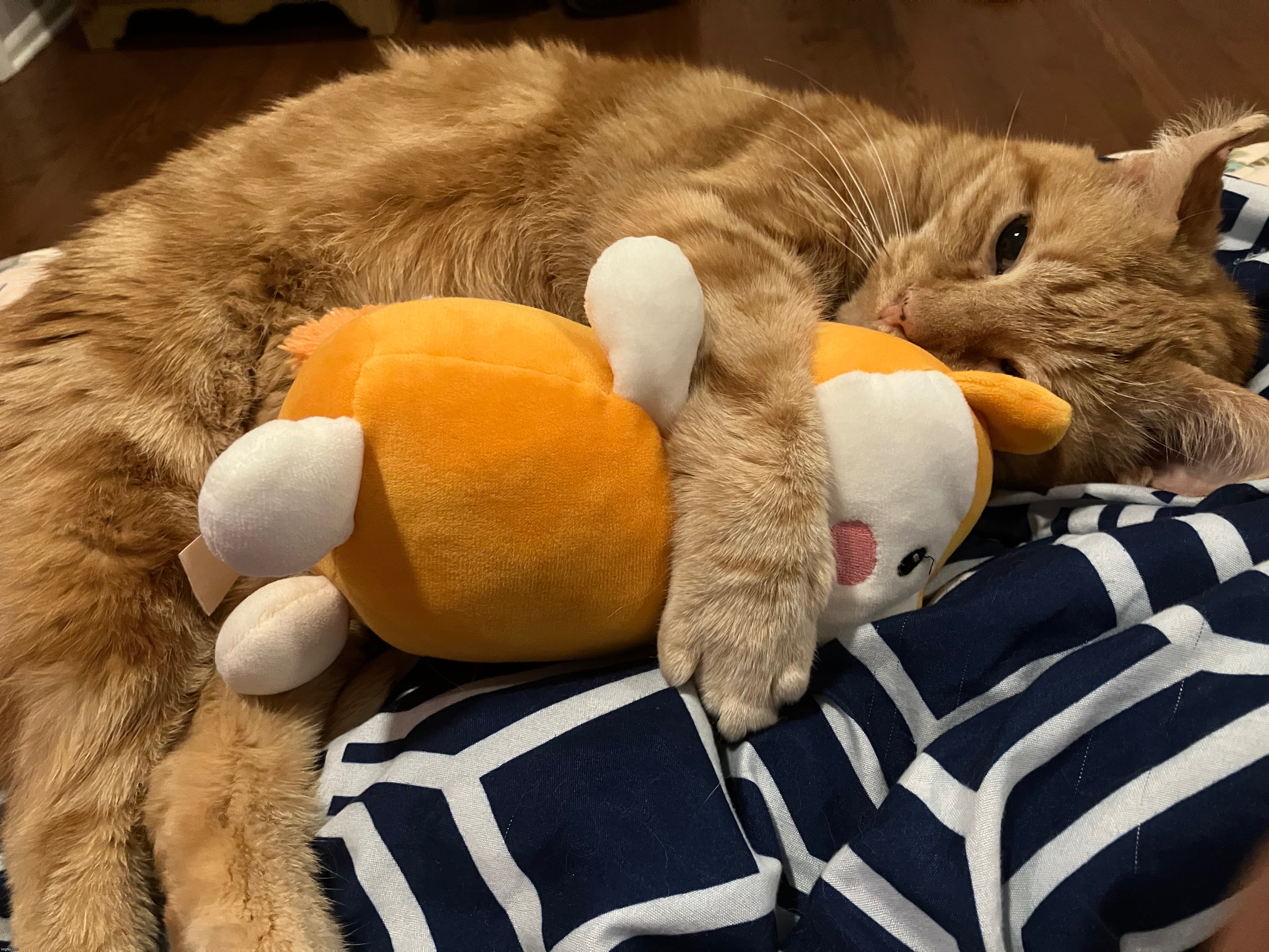 My cat took my plush- :0 | made w/ Imgflip meme maker