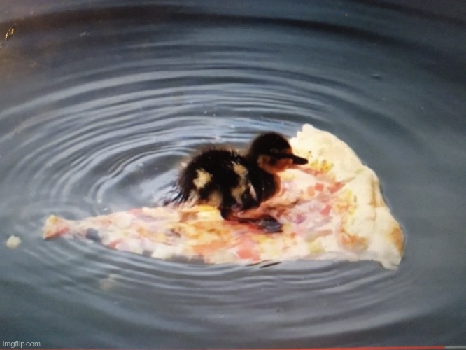 Duck in a pizza boat | image tagged in duck in a pizza boat | made w/ Imgflip meme maker