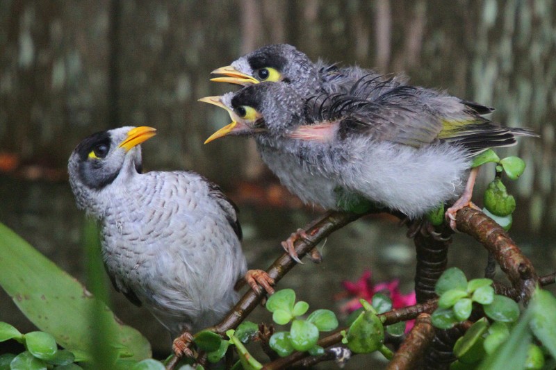 Screaming Myna Birds Blank Meme Template