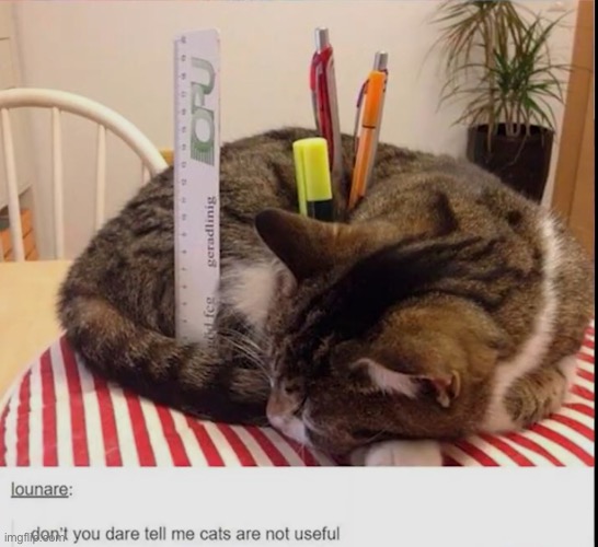 Found this off a YouTube video | image tagged in funny cats,wait a second this is wholesome content | made w/ Imgflip meme maker