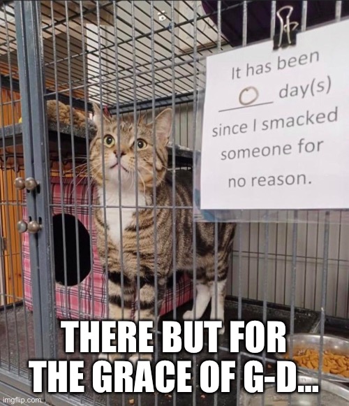 THERE BUT FOR THE GRACE OF G-D… | image tagged in cats | made w/ Imgflip meme maker
