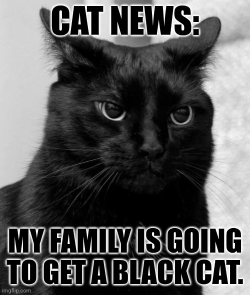 The cats mod will have a... cat. (His name is Joe) | CAT NEWS:; MY FAMILY IS GOING TO GET A BLACK CAT. | image tagged in black cat pissed | made w/ Imgflip meme maker