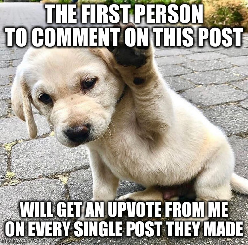 The First Person To Comment On This Post Receives An Upvote On All Of Their Posts | THE FIRST PERSON TO COMMENT ON THIS POST; WILL GET AN UPVOTE FROM ME ON EVERY SINGLE POST THEY MADE | image tagged in doggo,upvotes,the first person to | made w/ Imgflip meme maker
