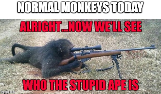 MONKEY | NORMAL MONKEYS TODAY | image tagged in funny memes,fun | made w/ Imgflip meme maker