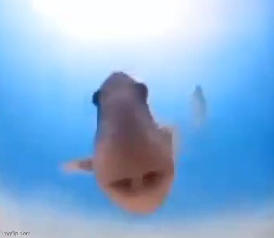 Fish | image tagged in fish | made w/ Imgflip meme maker