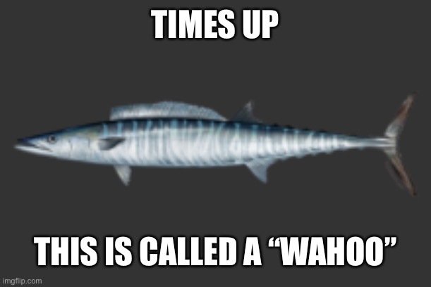 fish | TIMES UP; THIS IS CALLED A “WAHOO” | image tagged in fish | made w/ Imgflip meme maker