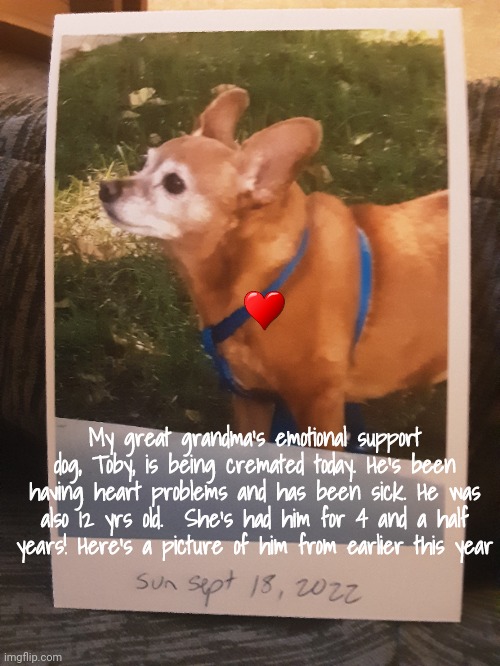 Bye bye, Toby ? | My great grandma's emotional support dog, Toby, is being cremated today. He's been having heart problems and has been sick. He was also 12 yrs old.  She's had him for 4 and a half years! Here's a picture of him from earlier this year | image tagged in sad,dog,dead | made w/ Imgflip meme maker