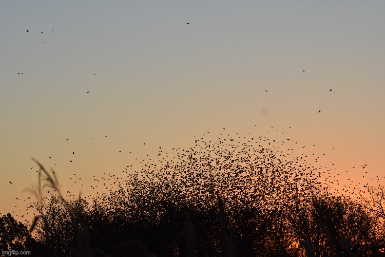 now thats a lot of birds | image tagged in blackbirds,millions | made w/ Imgflip meme maker