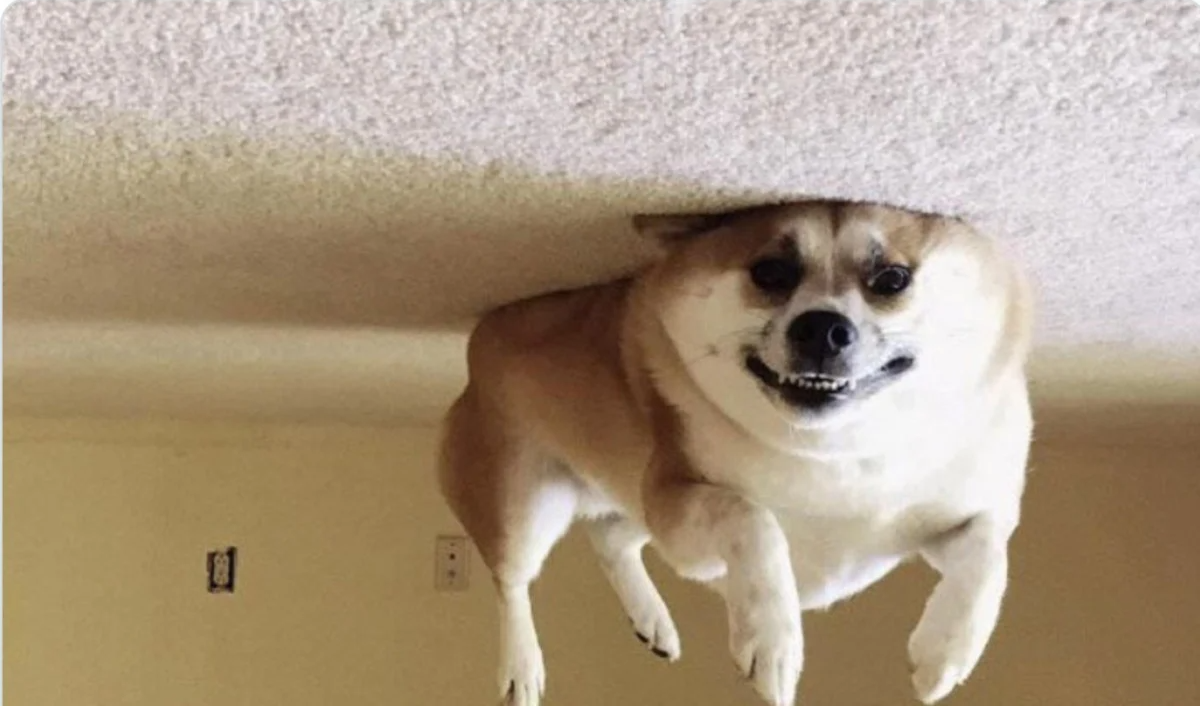 High Quality Helium dog Blank Meme Template