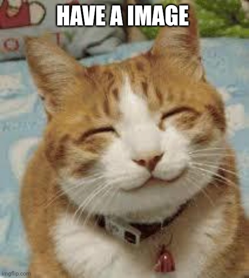 Happy cat | HAVE A IMAGE | image tagged in happy cat | made w/ Imgflip meme maker