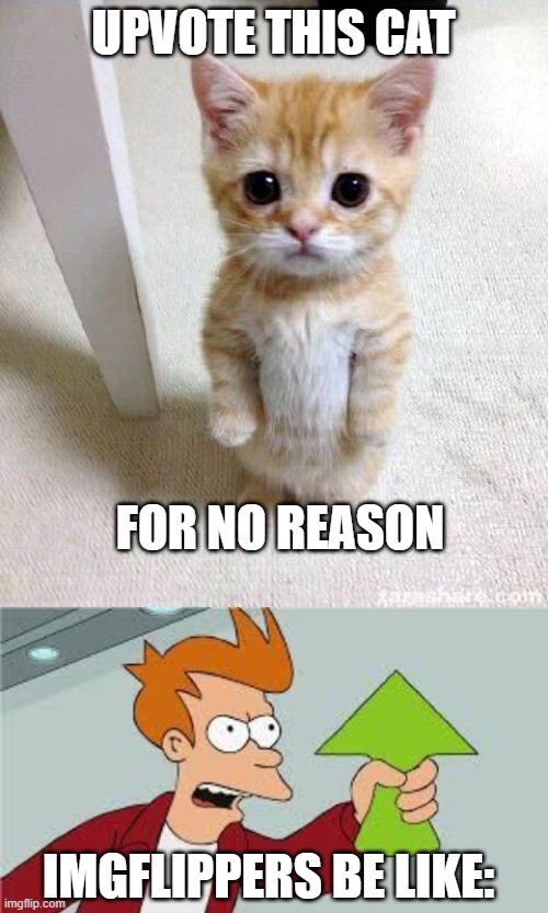 this is what they do | UPVOTE THIS CAT; FOR NO REASON; IMGFLIPPERS BE LIKE: | image tagged in memes,cute cat,shut up and take my upvote | made w/ Imgflip meme maker