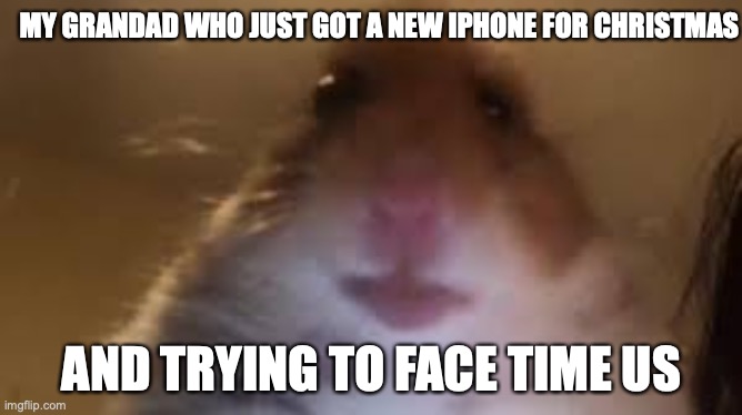 hamster is trying to face time me(was a gif) | MY GRANDAD WHO JUST GOT A NEW IPHONE FOR CHRISTMAS; AND TRYING TO FACE TIME US | image tagged in facetime hamster | made w/ Imgflip meme maker