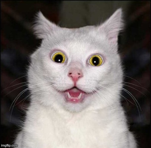 Crazy White Cat with Yellow Eyes | image tagged in crazy white cat with yellow eyes | made w/ Imgflip meme maker