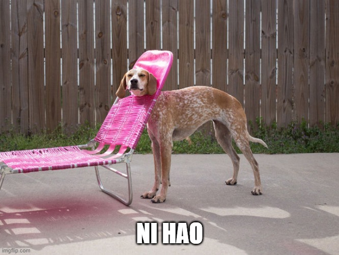 Dog stuck in lawn chair | NI HAO | image tagged in funny dogs | made w/ Imgflip meme maker