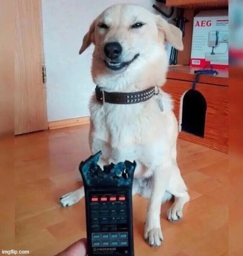 dog ate a remote | image tagged in dogs | made w/ Imgflip meme maker