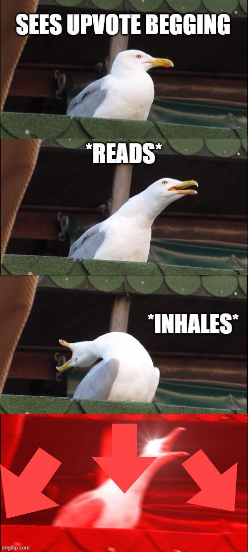 *downvotes* | SEES UPVOTE BEGGING; *READS*; *INHALES* | image tagged in memes,inhaling seagull | made w/ Imgflip meme maker
