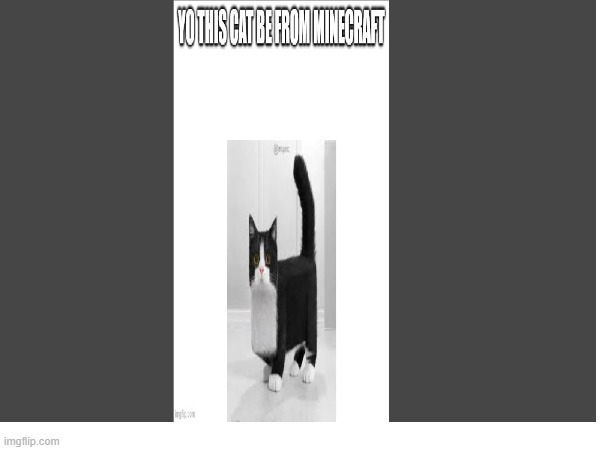 mc cat | image tagged in funny memes | made w/ Imgflip meme maker