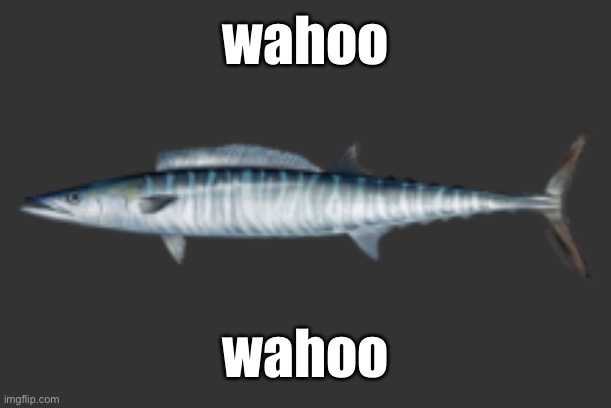 fish | wahoo; wahoo | image tagged in fish | made w/ Imgflip meme maker