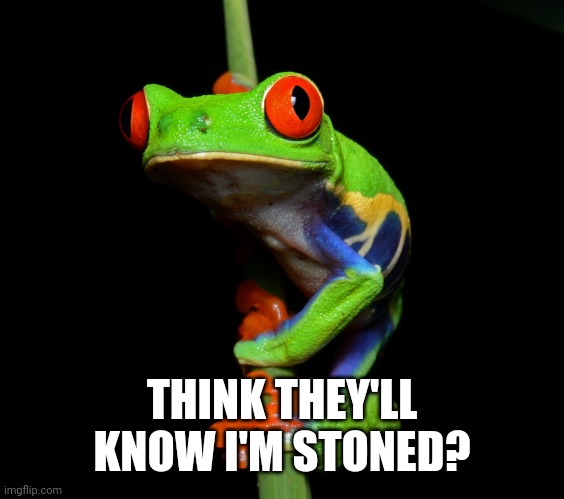 curious tree frog | THINK THEY'LL KNOW I'M STONED? | image tagged in curious tree frog | made w/ Imgflip meme maker
