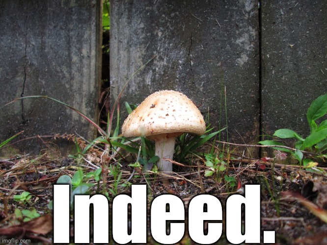 mushroom | Indeed. | image tagged in mushroom | made w/ Imgflip meme maker