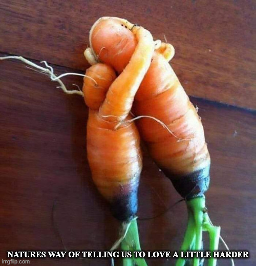 NATURES WAY OF TELLING US TO LOVE A LITTLE HARDER | image tagged in durl earl | made w/ Imgflip meme maker