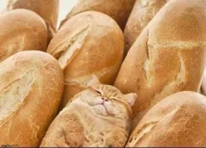 Camo cat loaf | image tagged in camo cat loaf | made w/ Imgflip meme maker