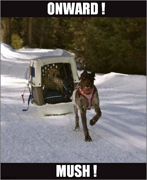 Travelling In Style ! | ONWARD ! MUSH ! | image tagged in dogs,snow,mush | made w/ Imgflip meme maker