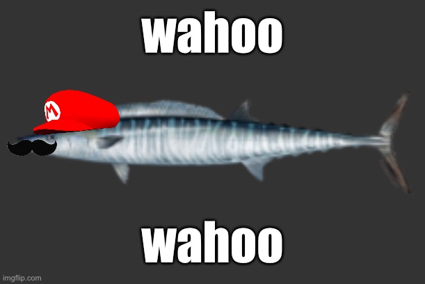 fish | wahoo; wahoo | image tagged in fish | made w/ Imgflip meme maker