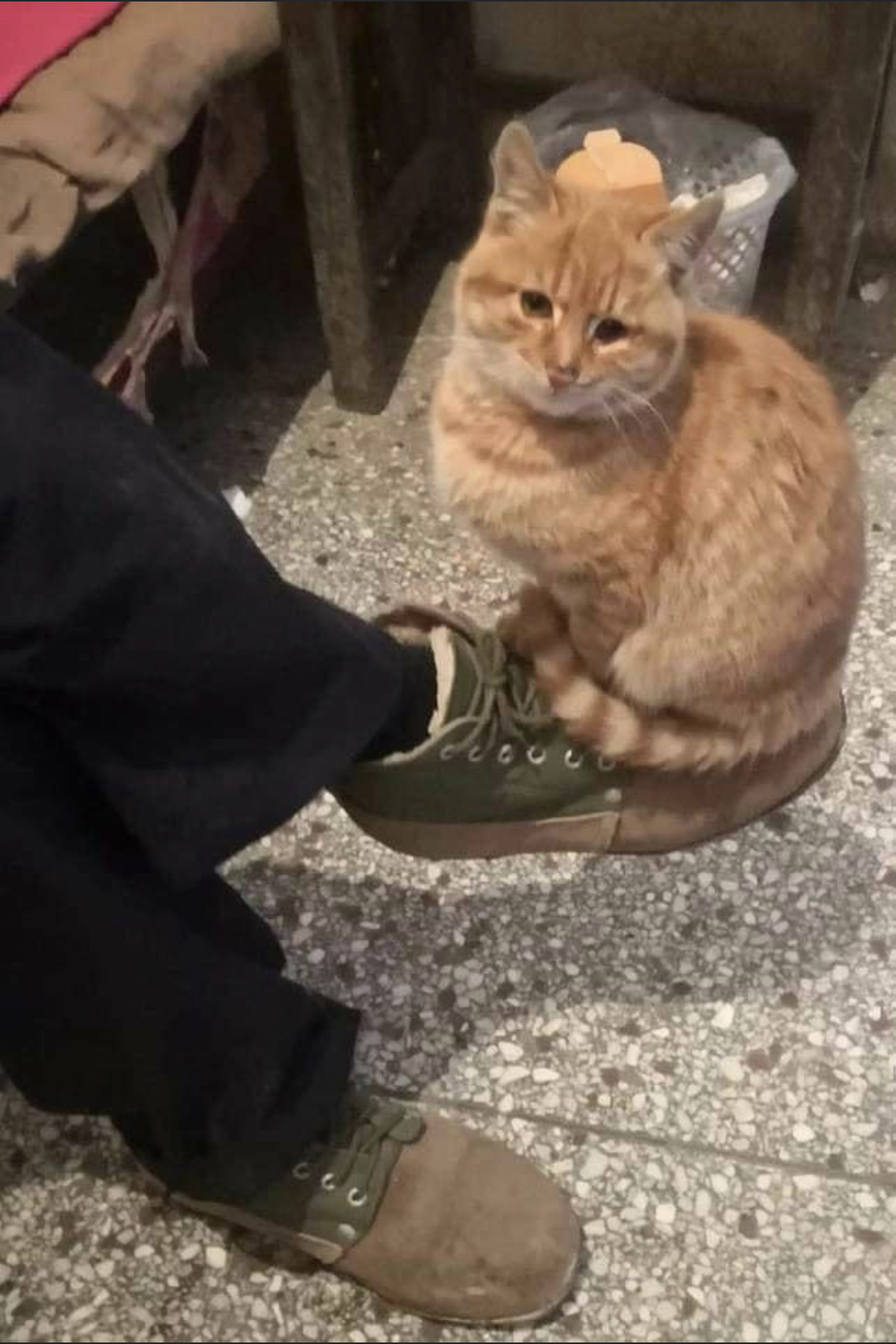 High Quality Cat on foot Blank Meme Template