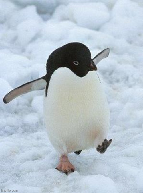 penguin | image tagged in penguin | made w/ Imgflip meme maker