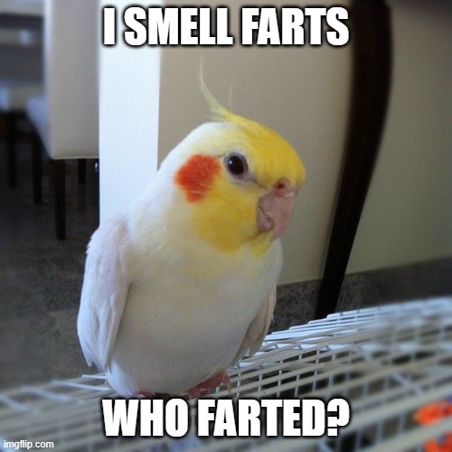I smell a fart... | I SMELL FARTS; WHO FARTED? | image tagged in cute parrot | made w/ Imgflip meme maker